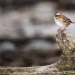 El capitán chingolo