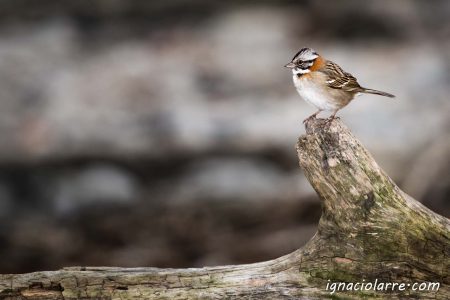El capitán chingolo