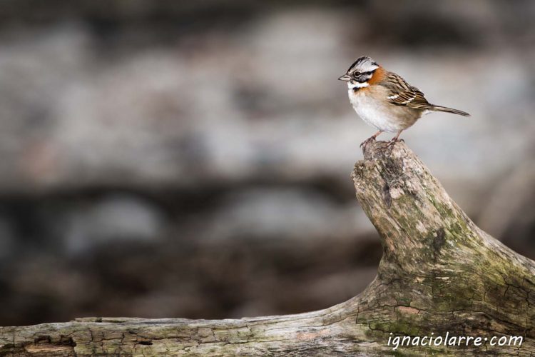 El capitán chingolo