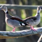 El perfecto equilibrio