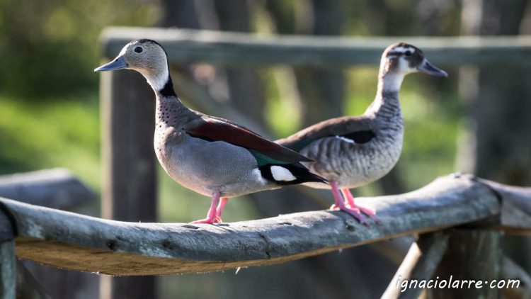 El perfecto equilibrio