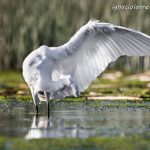 Gracias por la función