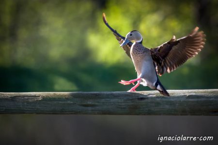 Haciendo equilibrio a las adversidades