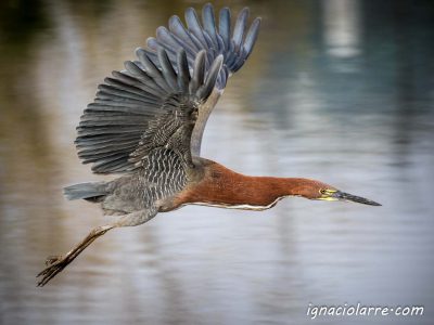 Hocó Colorado en vuelo