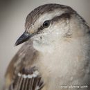 La belleza de lo simple