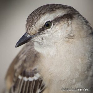 La belleza de lo simple