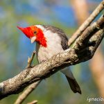 La dulzura de tu mirada