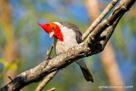 La dulzura de tu mirada