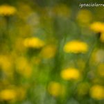 La más bella de tus obras