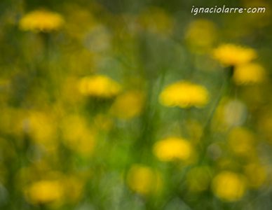 La más bella de tus obras