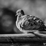 La mayor de las bellezas