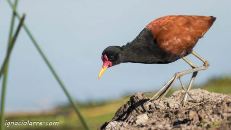 La perfección de la naturaleza