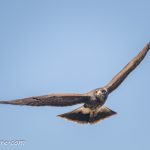 La piel del firmamento