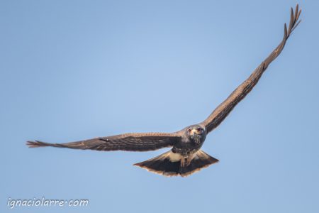 La piel del firmamento