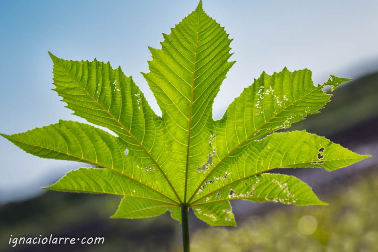 Las huellas de la vida