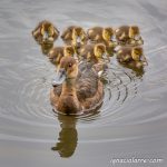 Nuestro niño interior