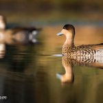 Te sigo en tu camino