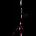 Una luz en las sombras