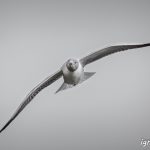 Vuela tras tus sueños