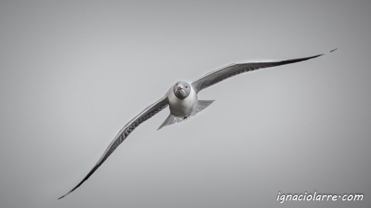 Vuela tras tus sueños