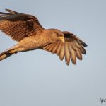 Soñando, vuelo contigo